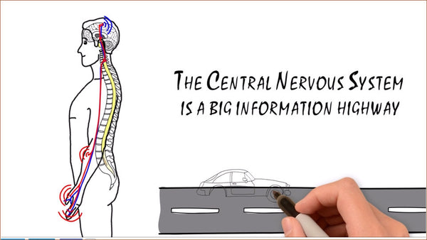 Video - The Beginners Guide to Chiropractic